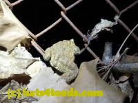 /home//u458753944/public_html/sourcegallery//Roxborough Toad Detour/2013-2019/2016/2016-03-31/P3310540.JPG